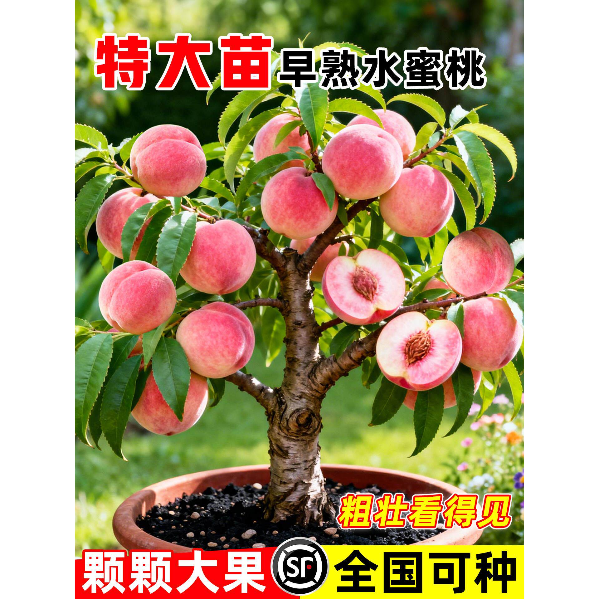 早熟高产水蜜桃树苗盆栽特