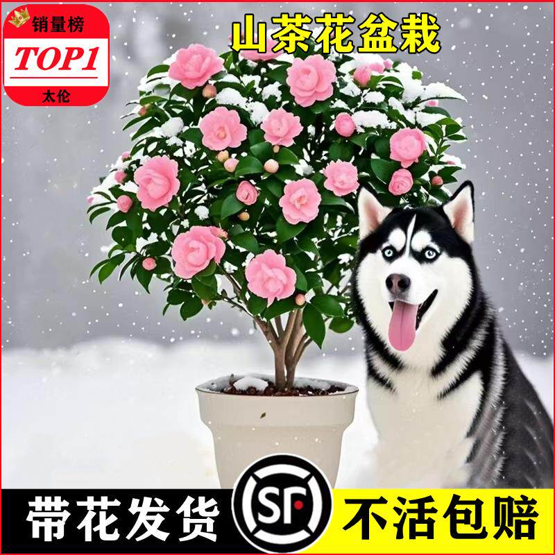 带花苞茶盆栽四季树苗山室