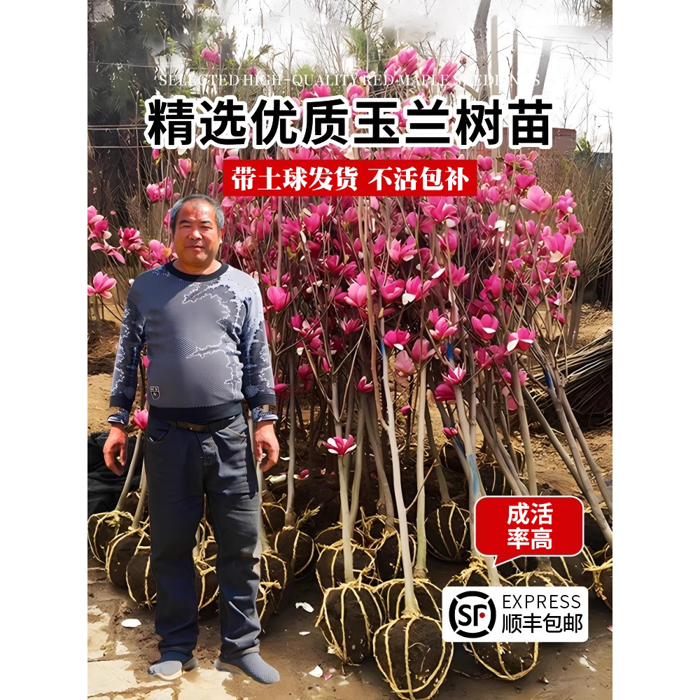 玉兰花树苗带苞红白紫室外