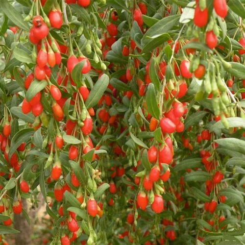 红枸杞树苗南方北四季种植阳
