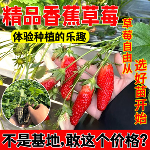 正宗香蕉草莓苗特甜盆栽地栽南北方种植特大果新品种四季草莓秧苗