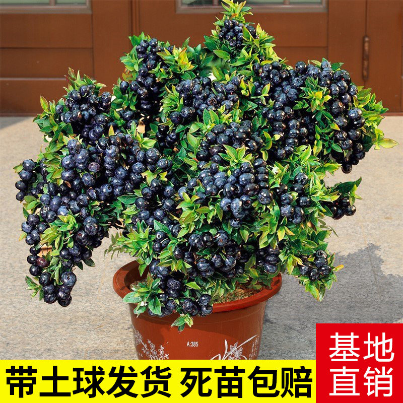 蓝莓树果苗带盆栽当年结南北