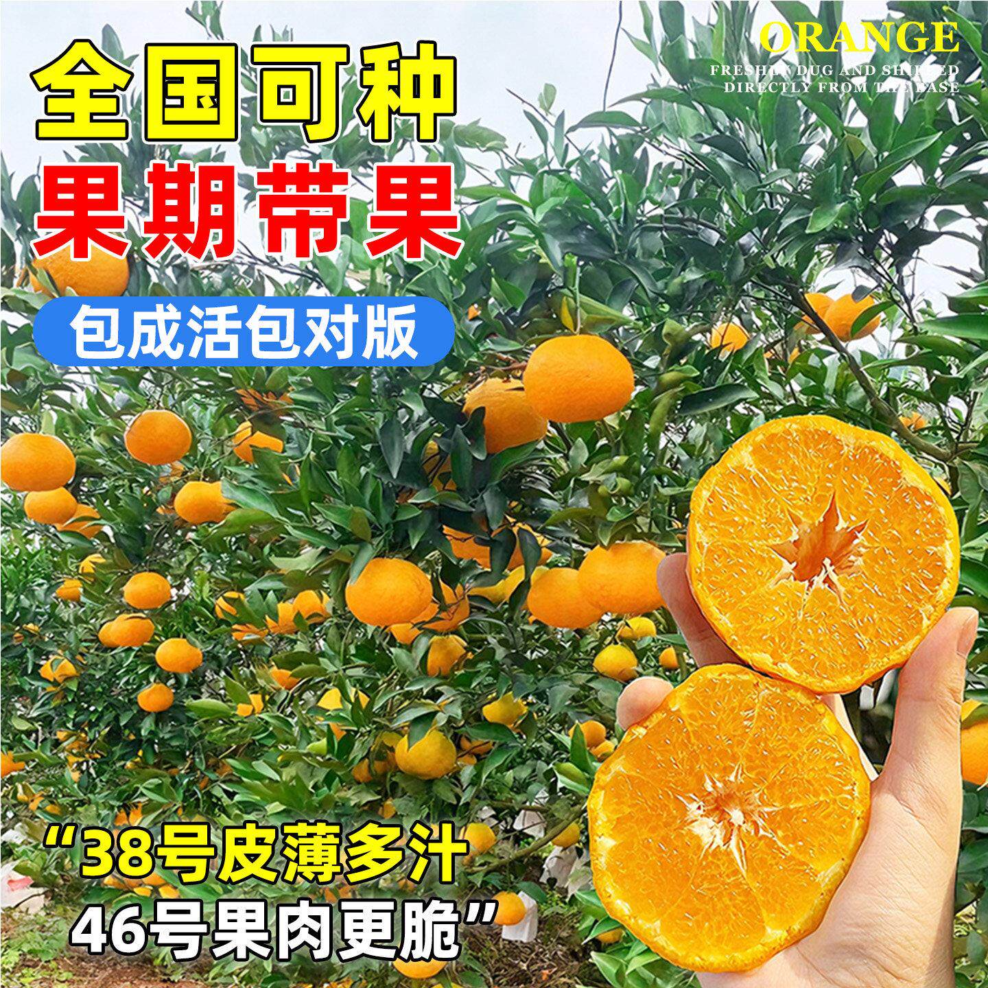 爱媛果冻橙树苗38号耐寒46