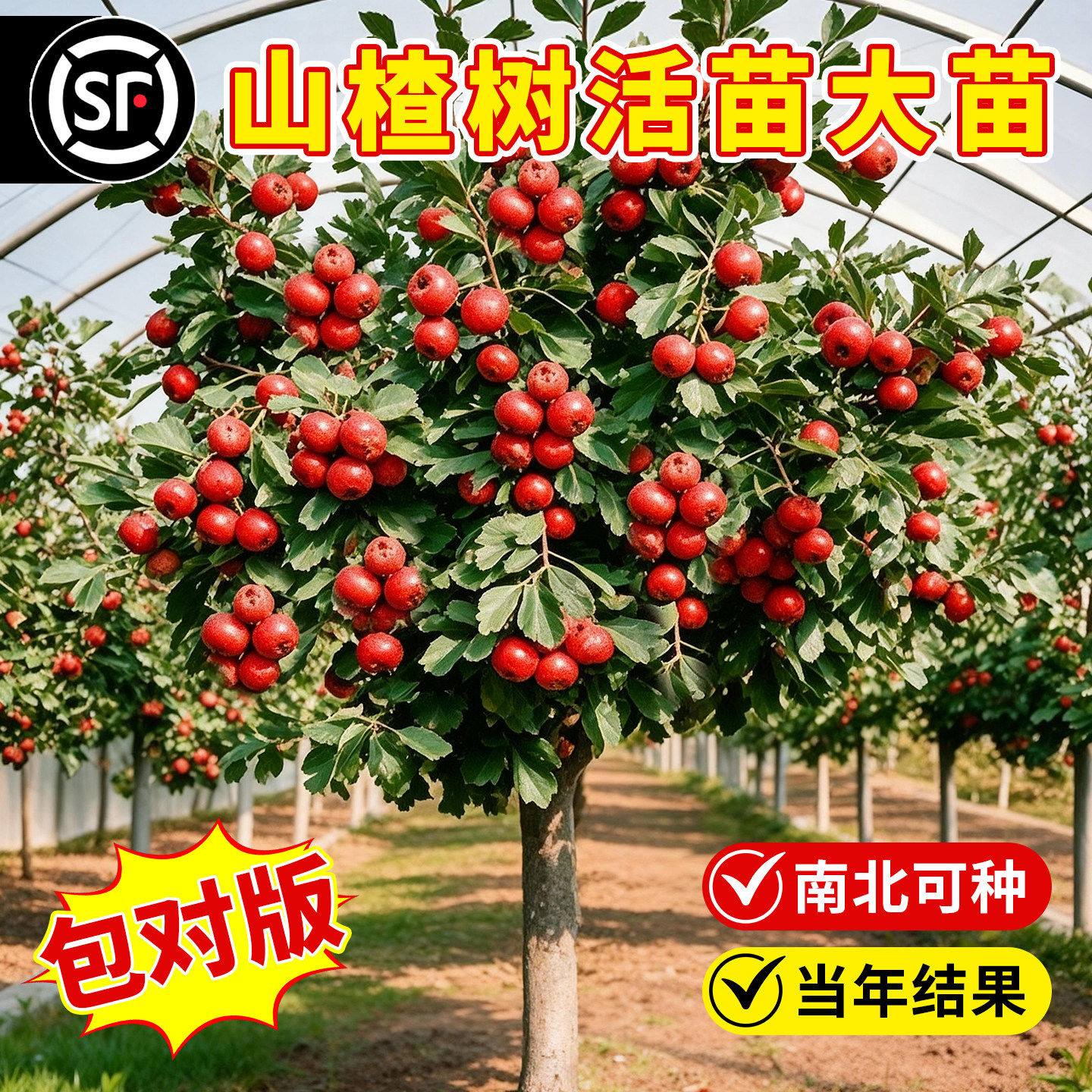 山楂树活苗正宗特大无籽甜