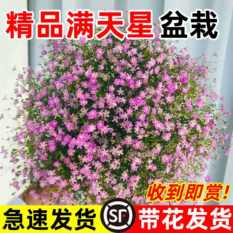 满天星盆栽带花苞大苗庭院