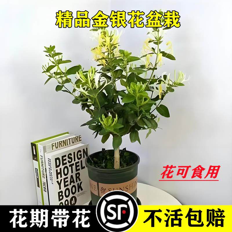耐寒金银花树苗盆栽绿植室