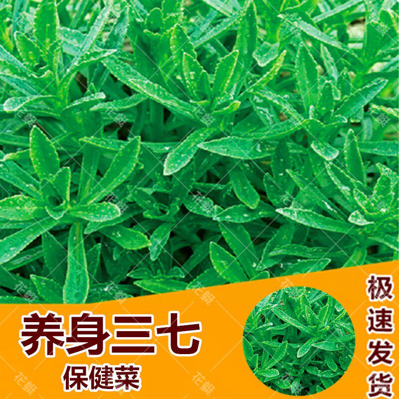 养心菜救心菜救心草高钙菜三七菜种苗种子茶粉野生蔬菜