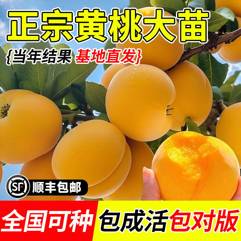 黄桃树苗果冬嫁接南北方庭
