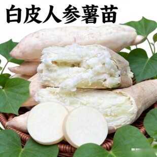 白皮白心板栗红薯苗人参薯苗粉面地瓜苗番薯山芋新鲜采摘苗