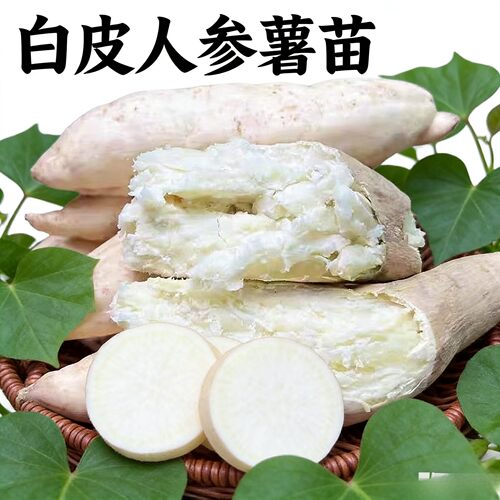 白皮心板栗红薯苗人参粉面
