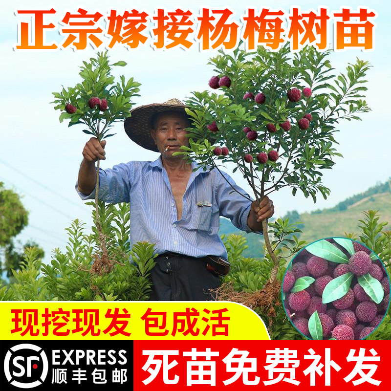 嫁接东魁杨梅树苗杯南方种植
