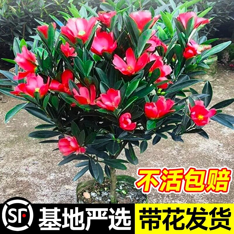 四季杜鹃山茶花盆栽带苞室
