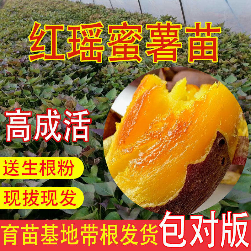 高端红瑶蜜薯苗红薯秧苗带根地瓜苗软糯板栗薯苗冰淇淋苗紫薯秧苗