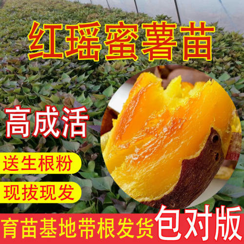 高端红瑶蜜薯苗秧带根地瓜