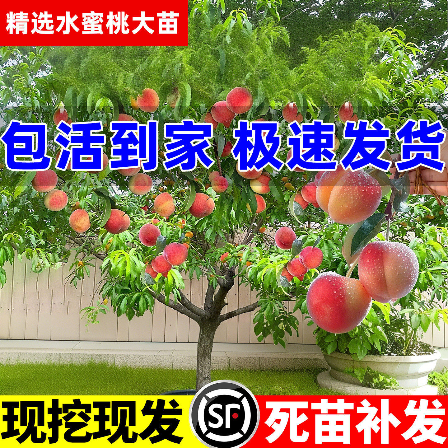 桃树果苗红黄嫁接大耐寒旱