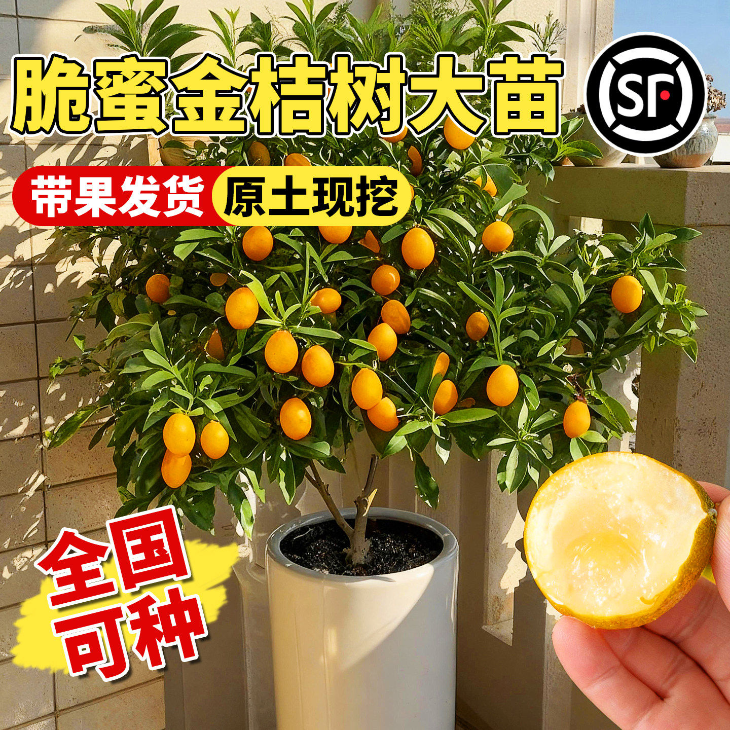 融安脆蜜金桔树苗特大阳台