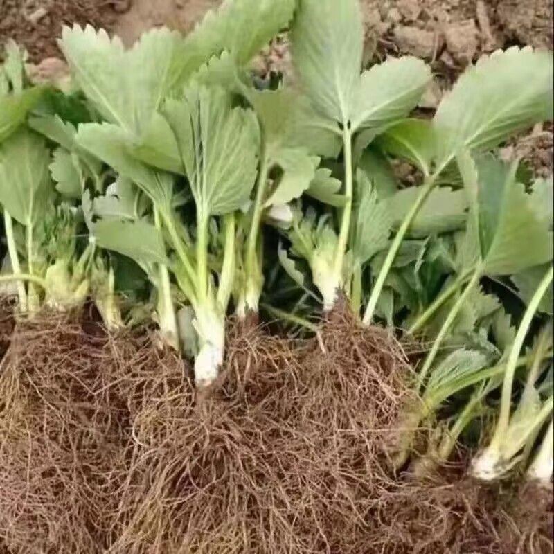 草莓大果南北方奶油秧苗盆