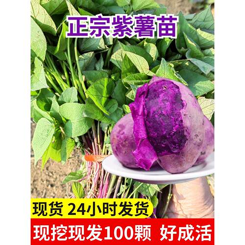 紫薯苗罗兰冰淇淋花心蜜板