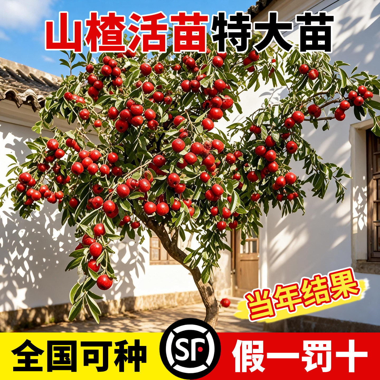 山楂树活苗特大果无籽金星