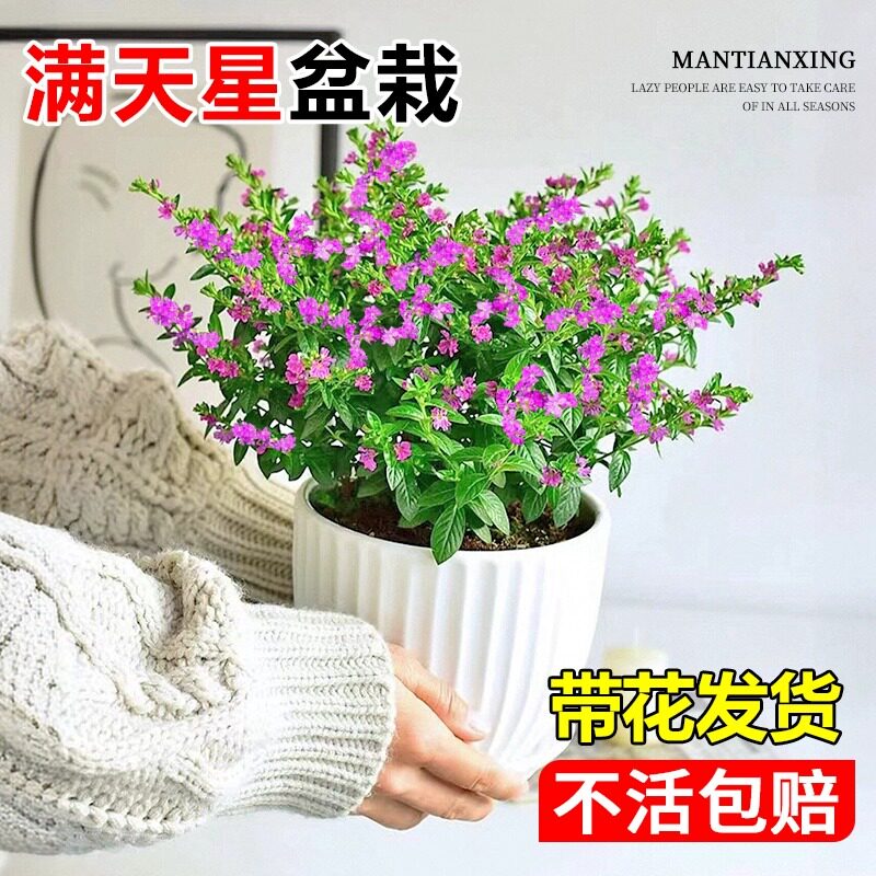 满天星盆栽四季多花室内客