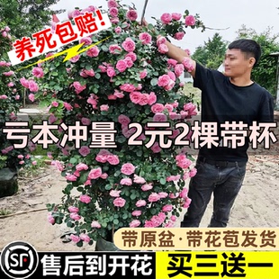 蔷薇花苗藤本月季特大花树庭院爬藤植物阳台花卉玫瑰盆栽四季开花