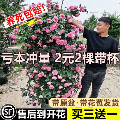 蔷薇花苗爬藤月季四开大浓