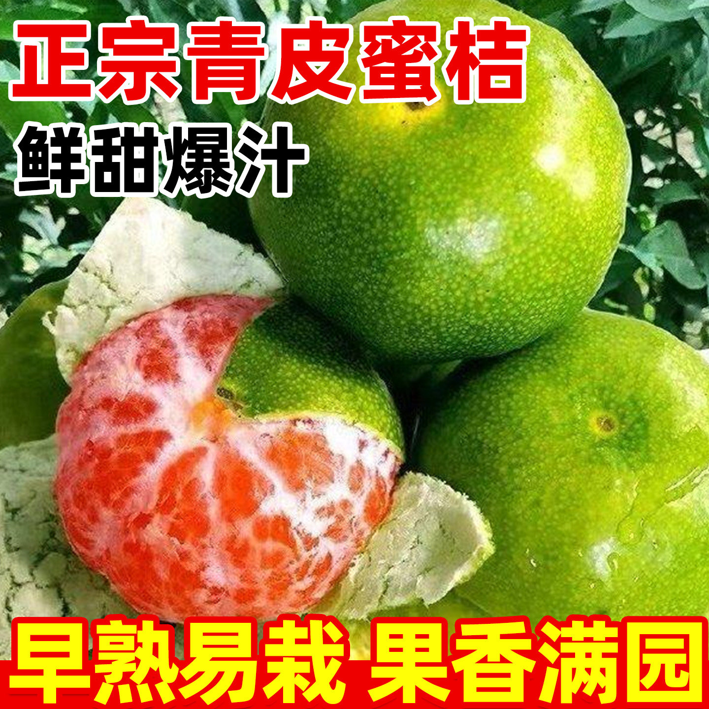 桔子树果苗青皮蜜南北方种