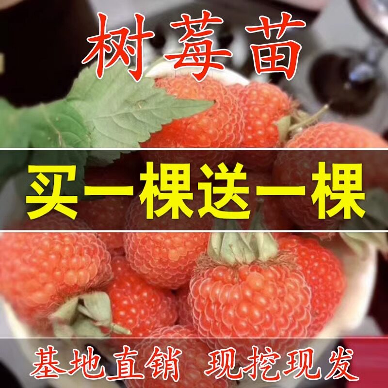 树莓苗红覆盆子南方北种植栽
