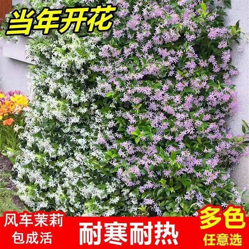 紫罗兰风车茉莉爬藤花卉植物络石藤苗庭院盆栽四季常青藤蔓耐寒