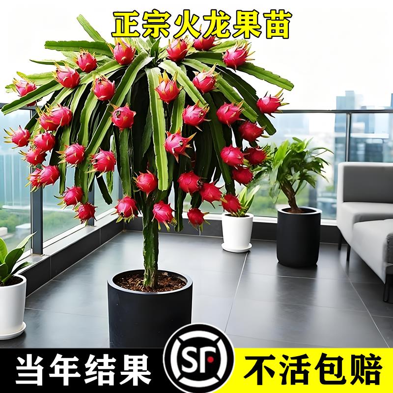 火龙果树苗盆栽四季结南北