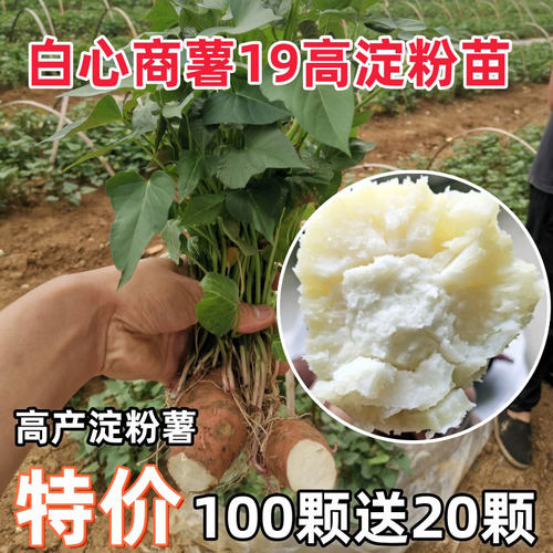 高淀粉商薯19白心板栗苗红