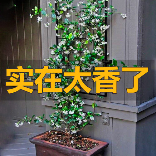 风车茉莉爬藤花卉植物络石