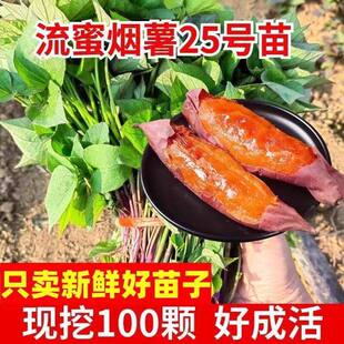红薯苗秧山东蜜薯苗烟薯25号糖心红薯苗西瓜红紫薯板栗薯苗地瓜苗