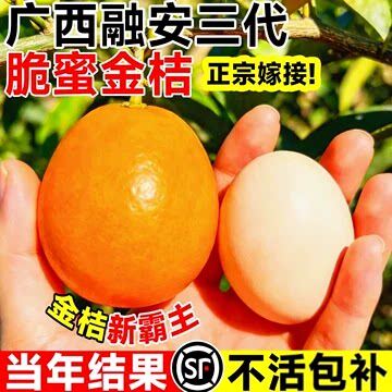 正宗融安第三代脆蜜金桔树