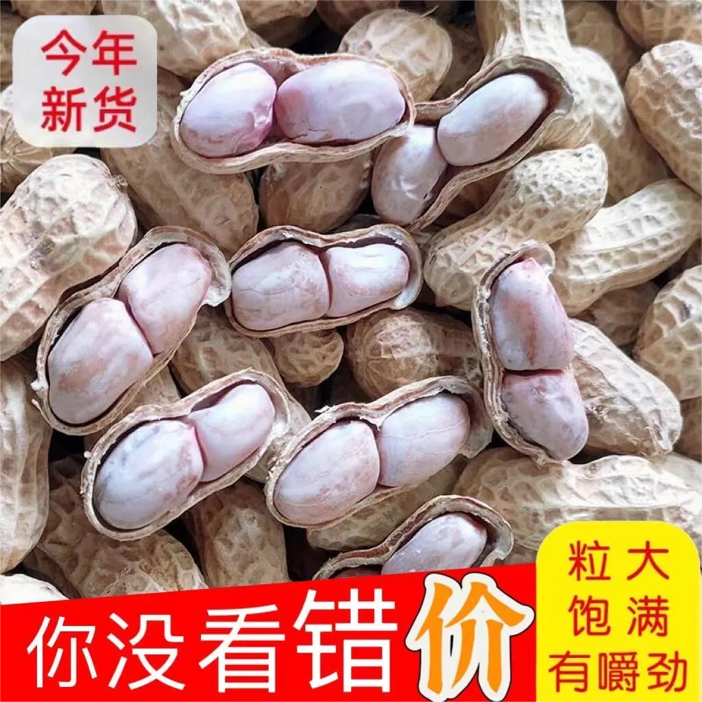 原味水煮白晒花生水煮晒干带壳白晒花生盐水咸干花生有嚼劲熟咸味