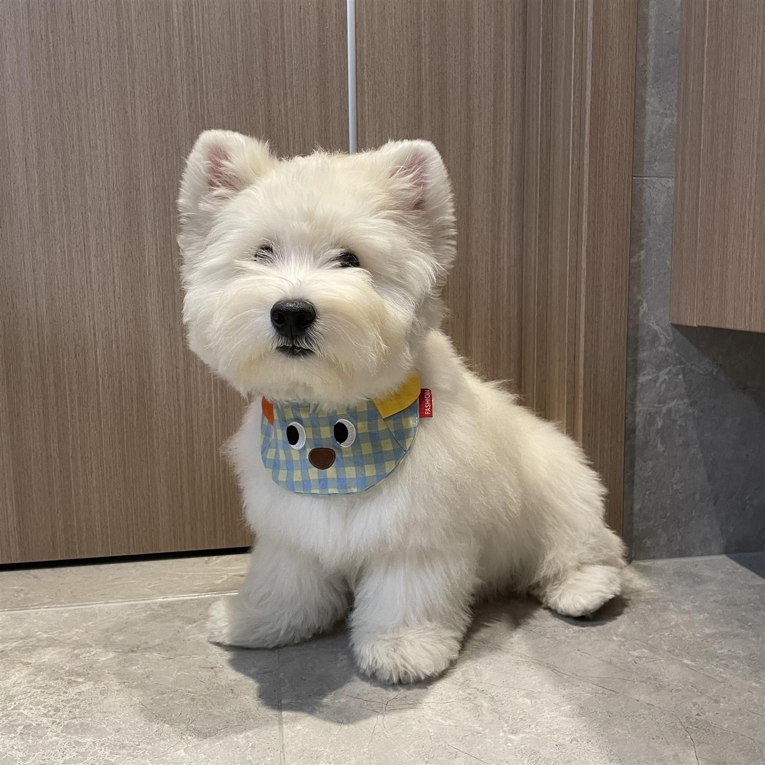 多巴胺宠物围兜小狗猫咪口水巾小型犬围脖西高地泰迪比熊衣服装饰