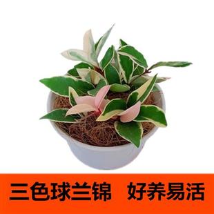 花叶球兰心叶内外锦三色银斑金边阳台庭院垂吊攀援爬藤花卉盆栽绿