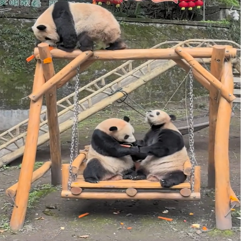 动物木质高承重秋千玩具动物园熊猫荡秋千槐木熊熊荡椅滑梯乐园