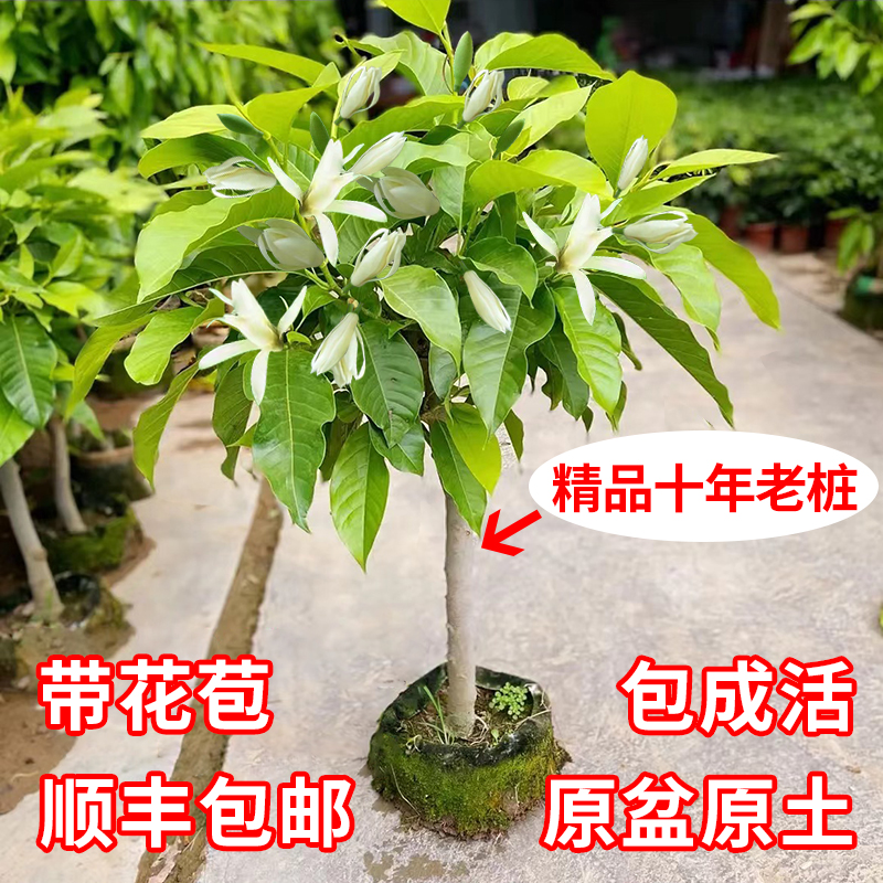 白兰花老桩盆栽树苗黄角玉兰花卉绿植室内客厅庭院浓香型四季开花