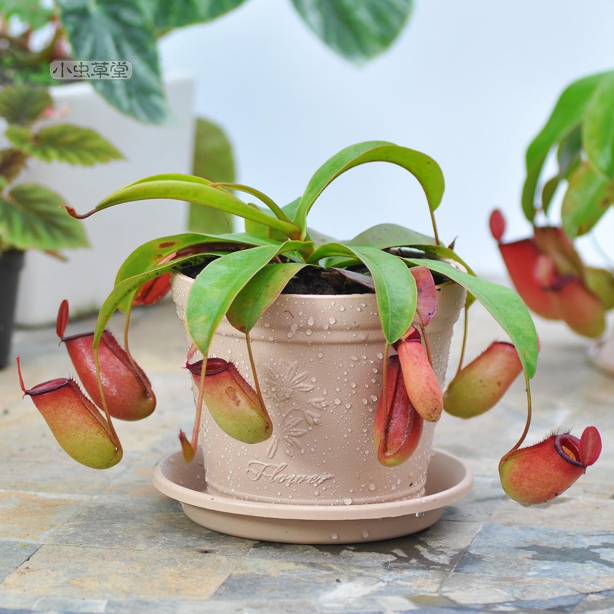 红宝石猪笼草成品 捕蝇草食虫植物盆栽血腥玛丽室内驱蚊奇趣绿植