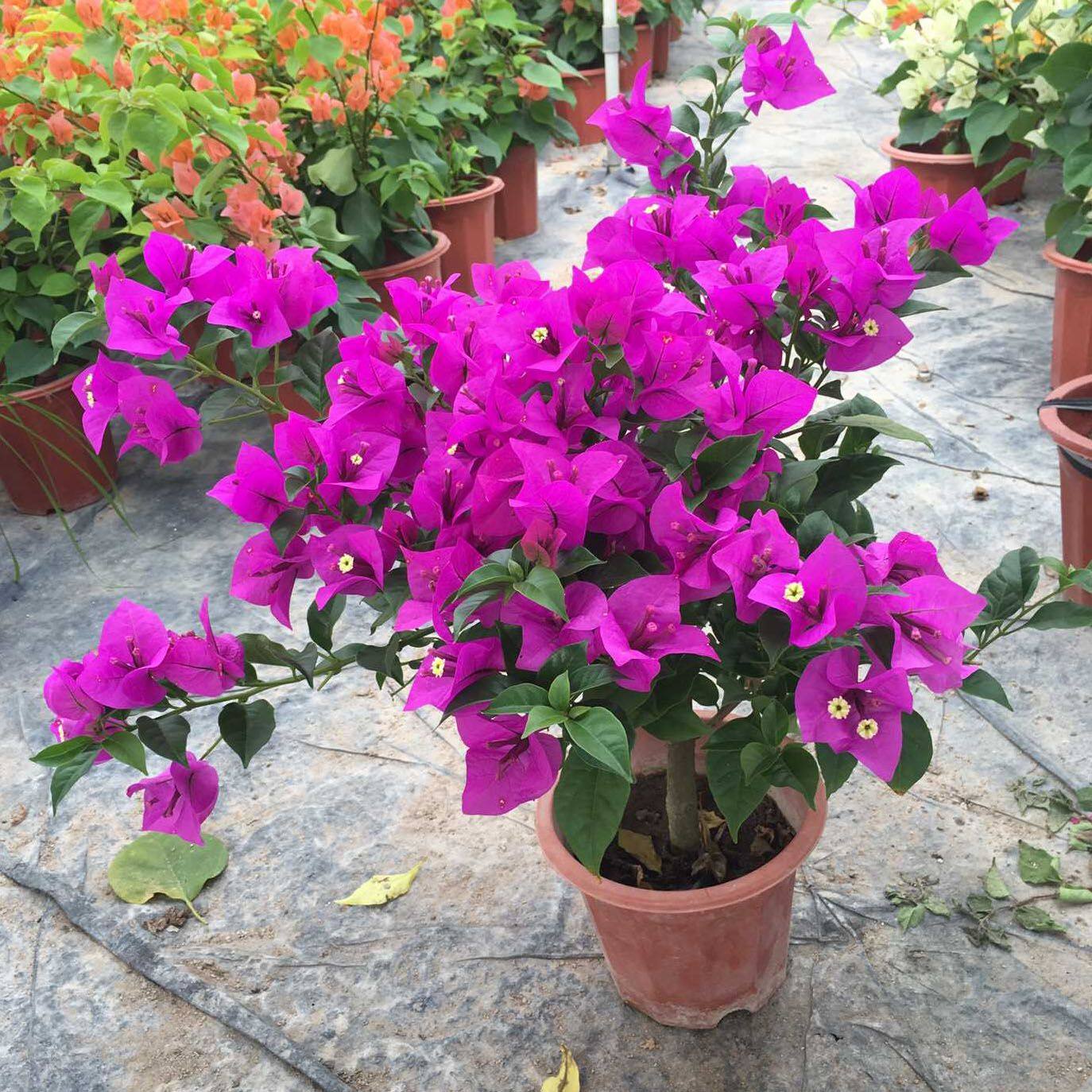 适合阳台养的花三角梅带花发货四季开花阳台爬藤三角梅盆栽花苗老,家装主材,阳台主材套餐,淘宝优惠券,粉丝福利购,淘宝优惠卷