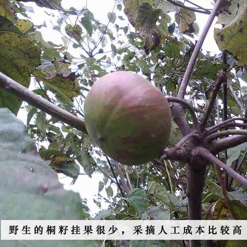 原榨桐油正宗桐籽油桐子油药用生桐油铜油婴儿宝宝红屁擦皮肤
