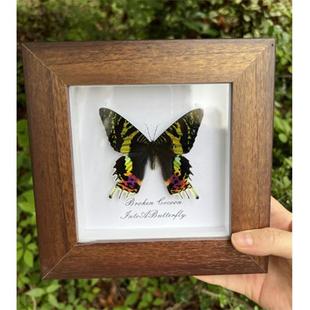 太阳蛾真蝴蝶标本家居装饰画课桌摆件生日情人节创意礼物