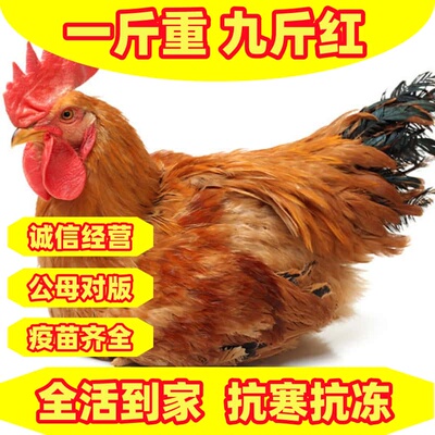 长势快公鸡体型大易饲养公鸡