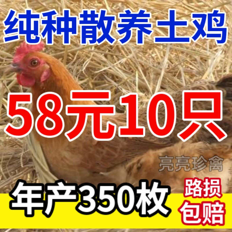 半大散养青脚笨鸡土鸡