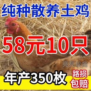 半大散养笨鸡散养土鸡青脚鸡麻羽鸡绿壳蛋鸡五黑鸡芦花鸡纯种