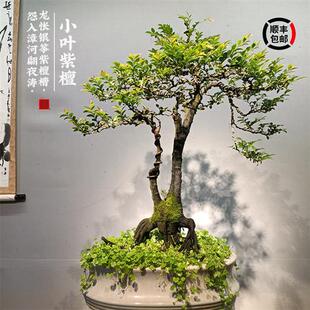 造型盆景小叶紫檀树桩花卉黑骨茶盆栽室内摆件镇宅四季 常青绿植物