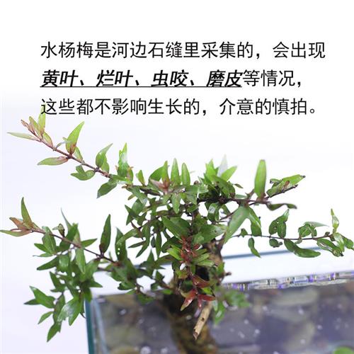 水杨梅水团花鱼缸造景装饰盘栽景阴性植物水草土培水培绿植易活