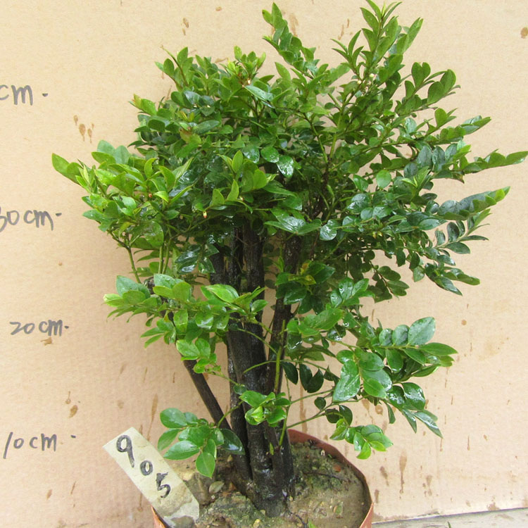 小叶檀香紫檀树桩盆景办公桌面净化空气吸甲醛四季常青植物黑骨茶