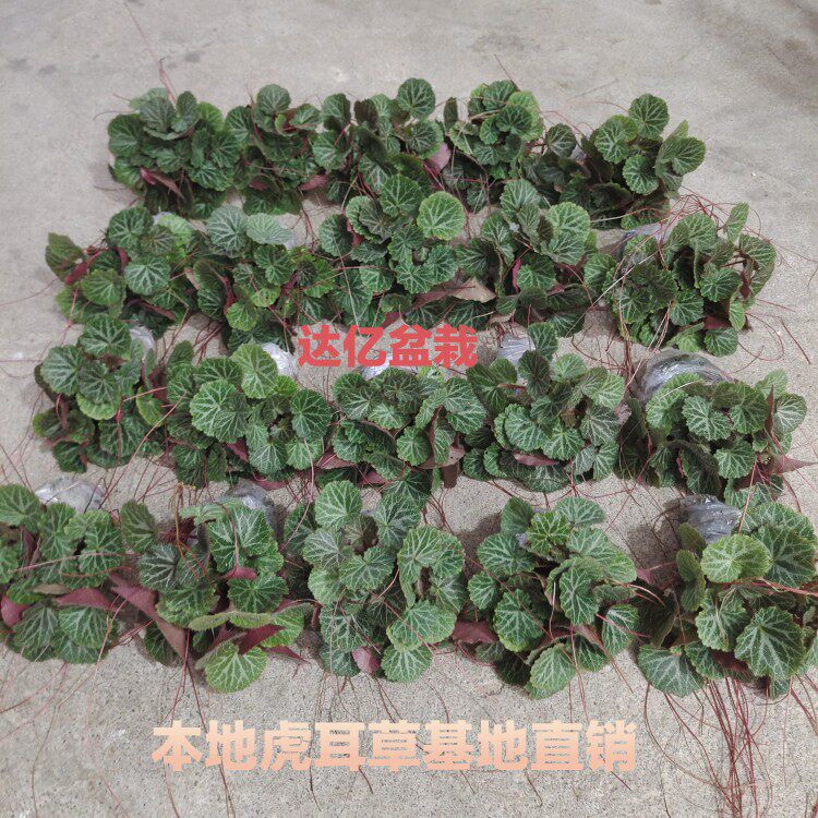 现摘虎耳草金丝荷叶假山造景室内花卉绿植吊金钱好养活基地直销